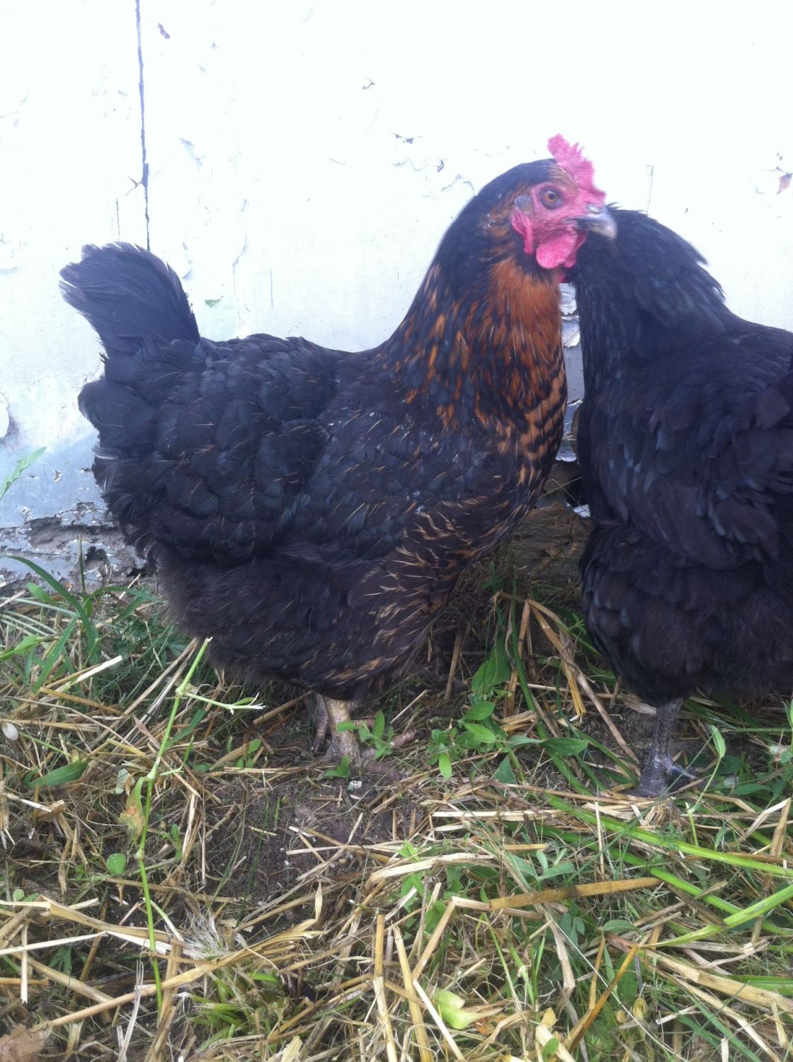 Black Sex Link Or Black Copper Marans Backyard Chickens Learn How