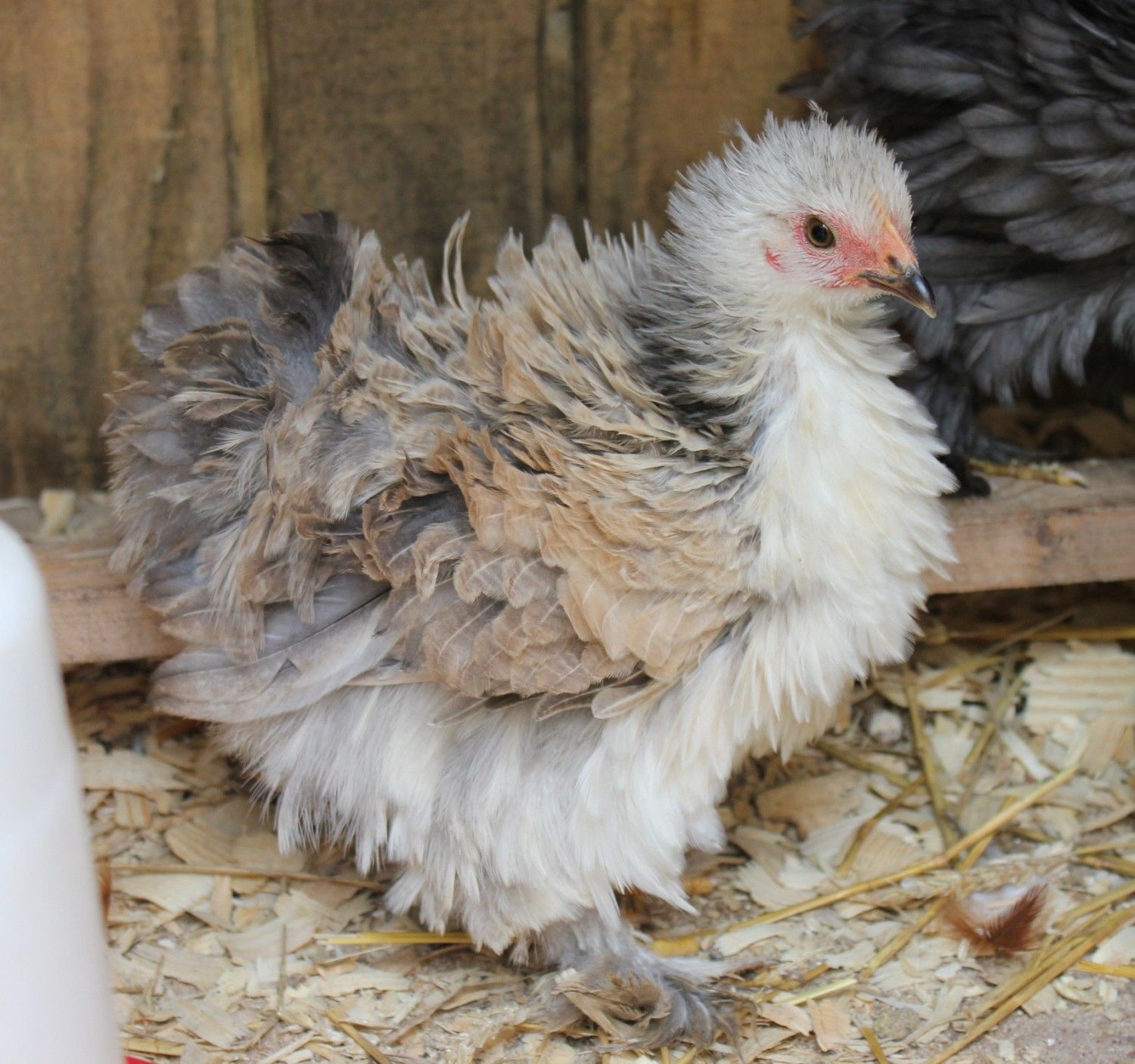 9 Amazing Reasons to Raise Frizzle Chickens