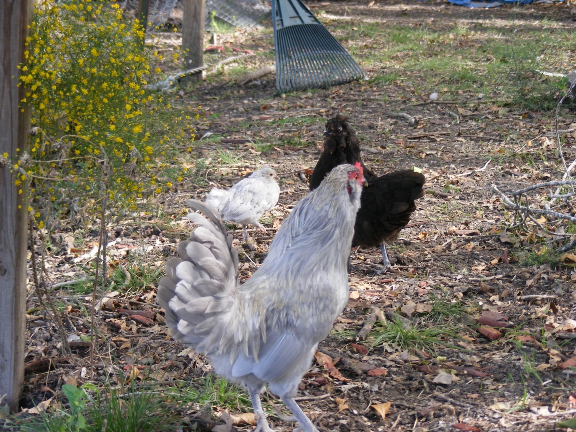 LL