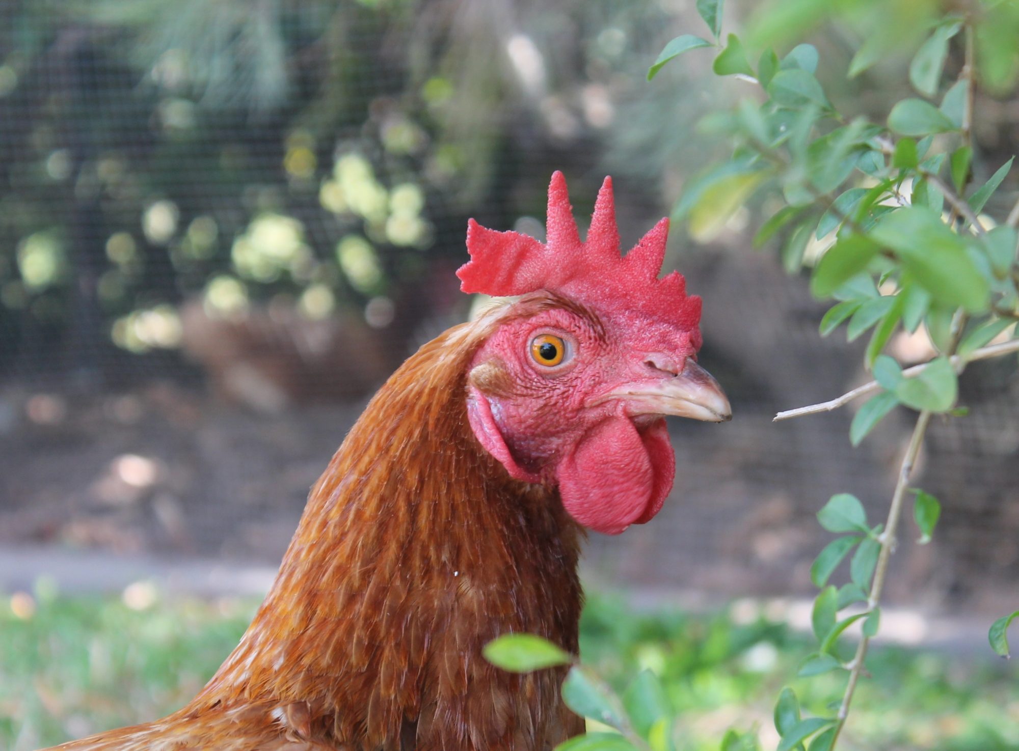 The Lowdown On Red Sex Links Backyard Chickens Learn How To Raise