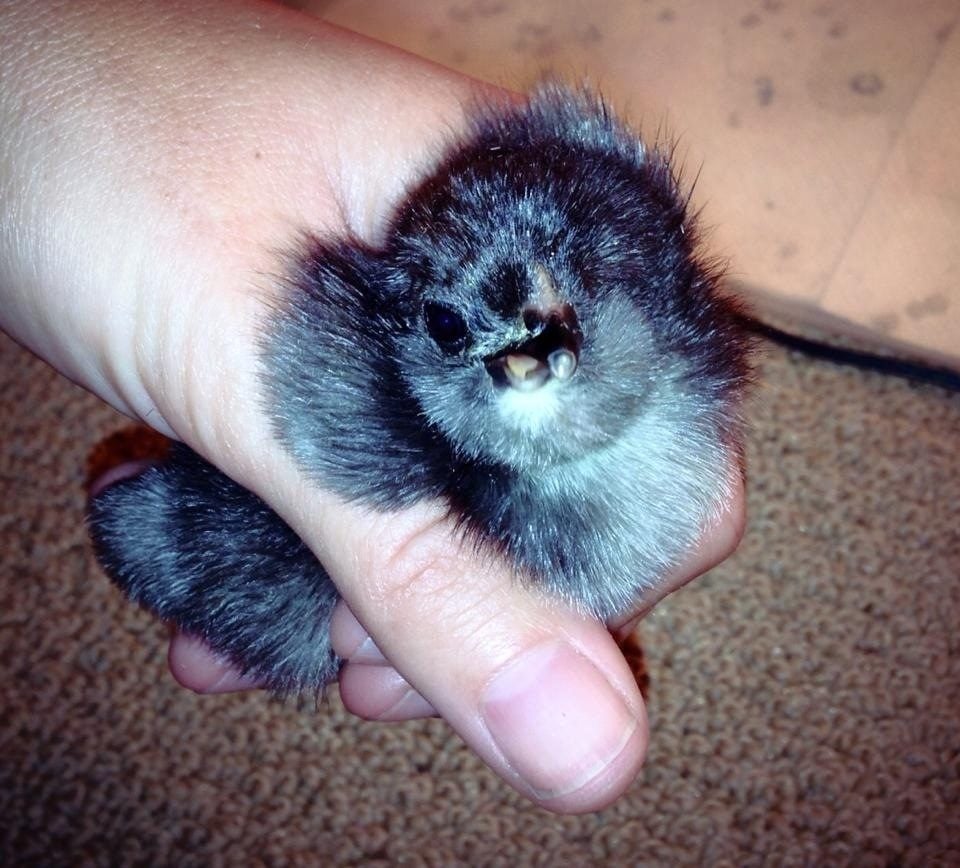 One eyed, crossed beak baby chick-Named Cyclops | BackYard ...
