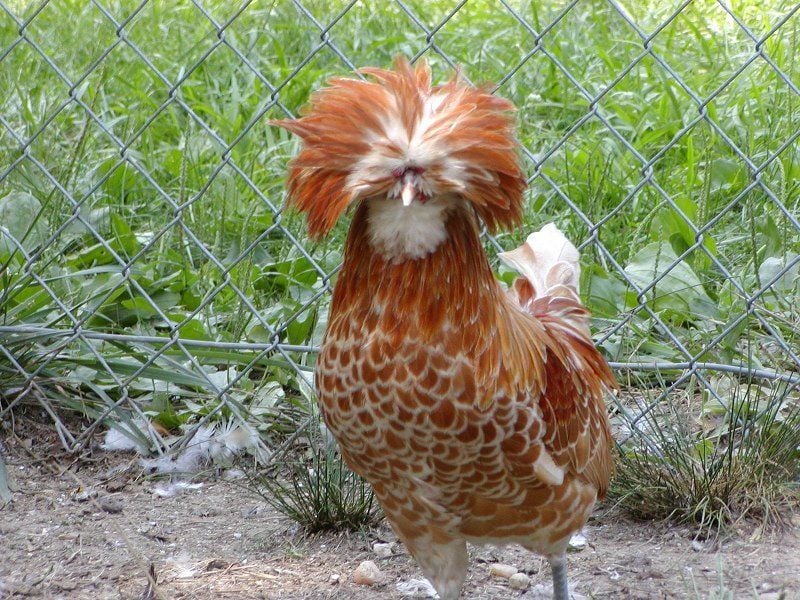 Show Chickens?