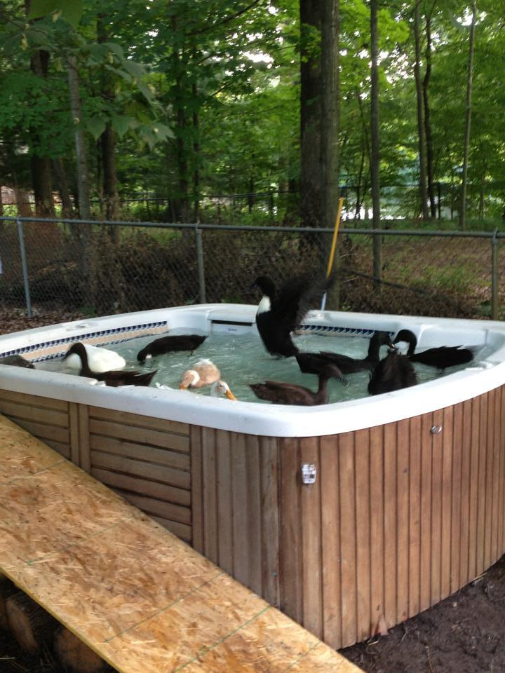 our new hot tub duck pond!  BackYard Chickens - Learn How to