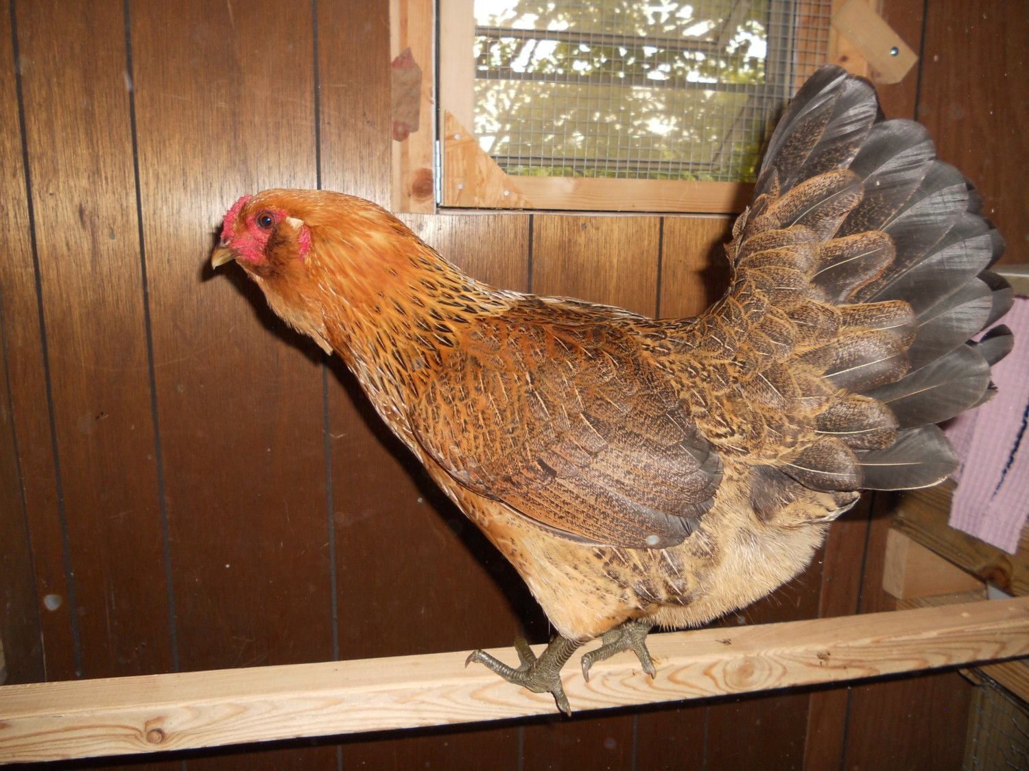 Sold wrong breed of chicken is it an Ameraucana? BackYard Chickens