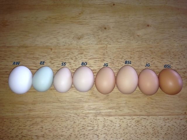What Color Eggs Does Your Chicken Lay Page 2 Backyard
