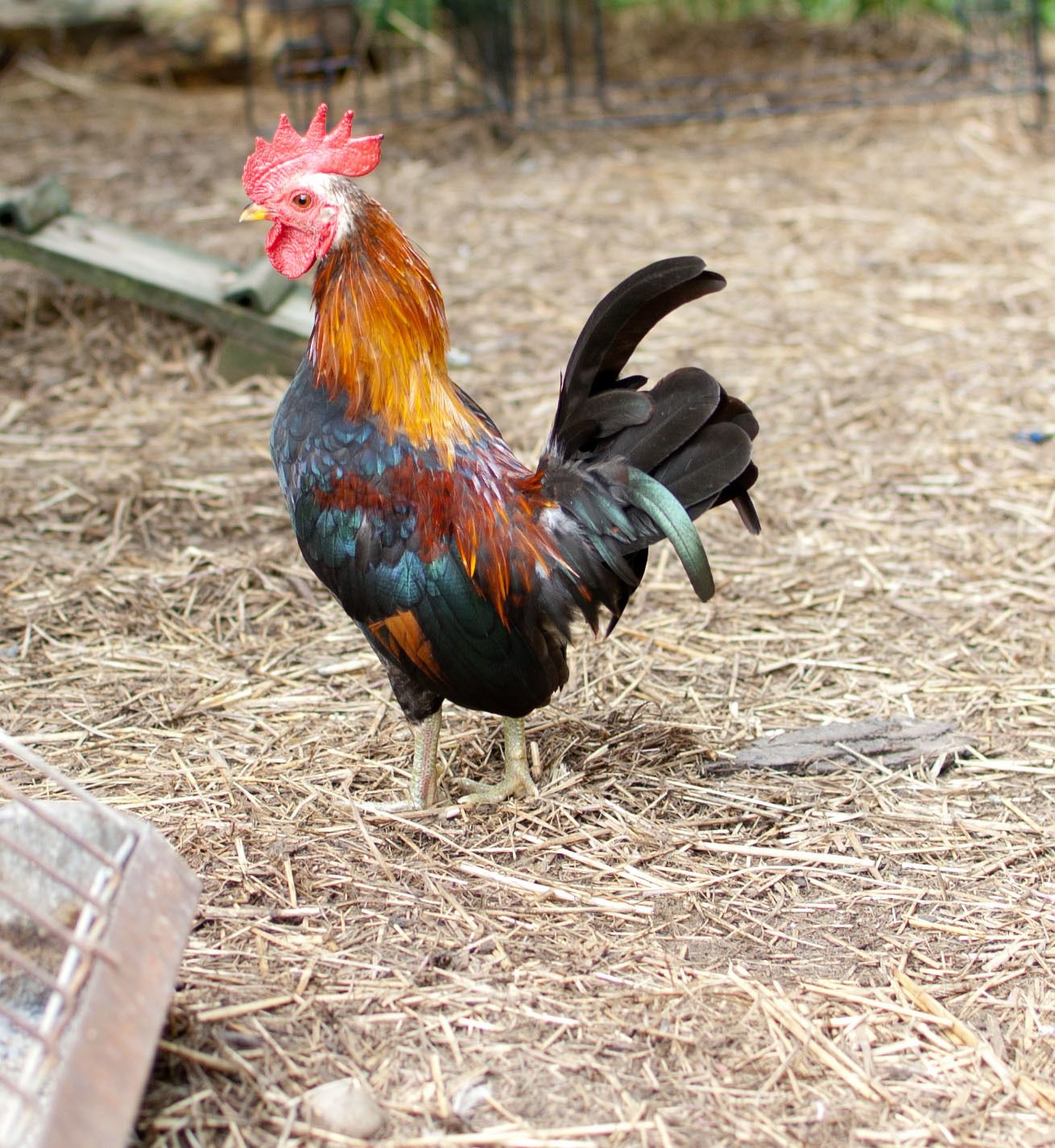 3 Pair Of Serama For Sale In Nj Backyard Chickens