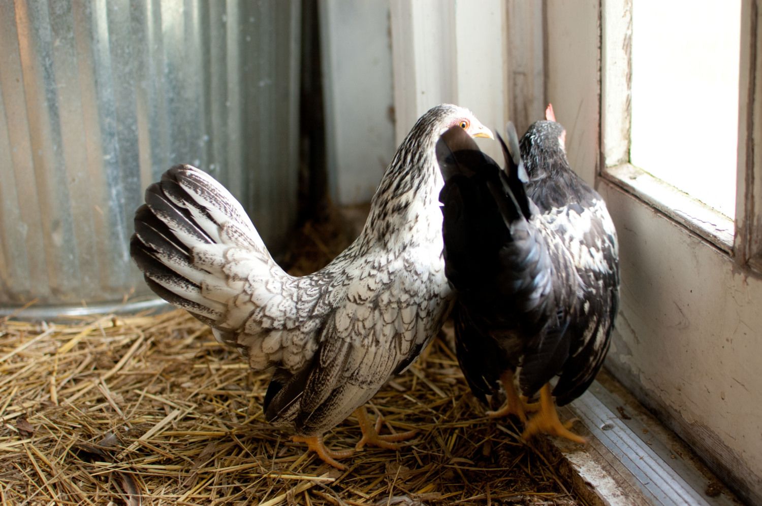 laying hens for sale nj