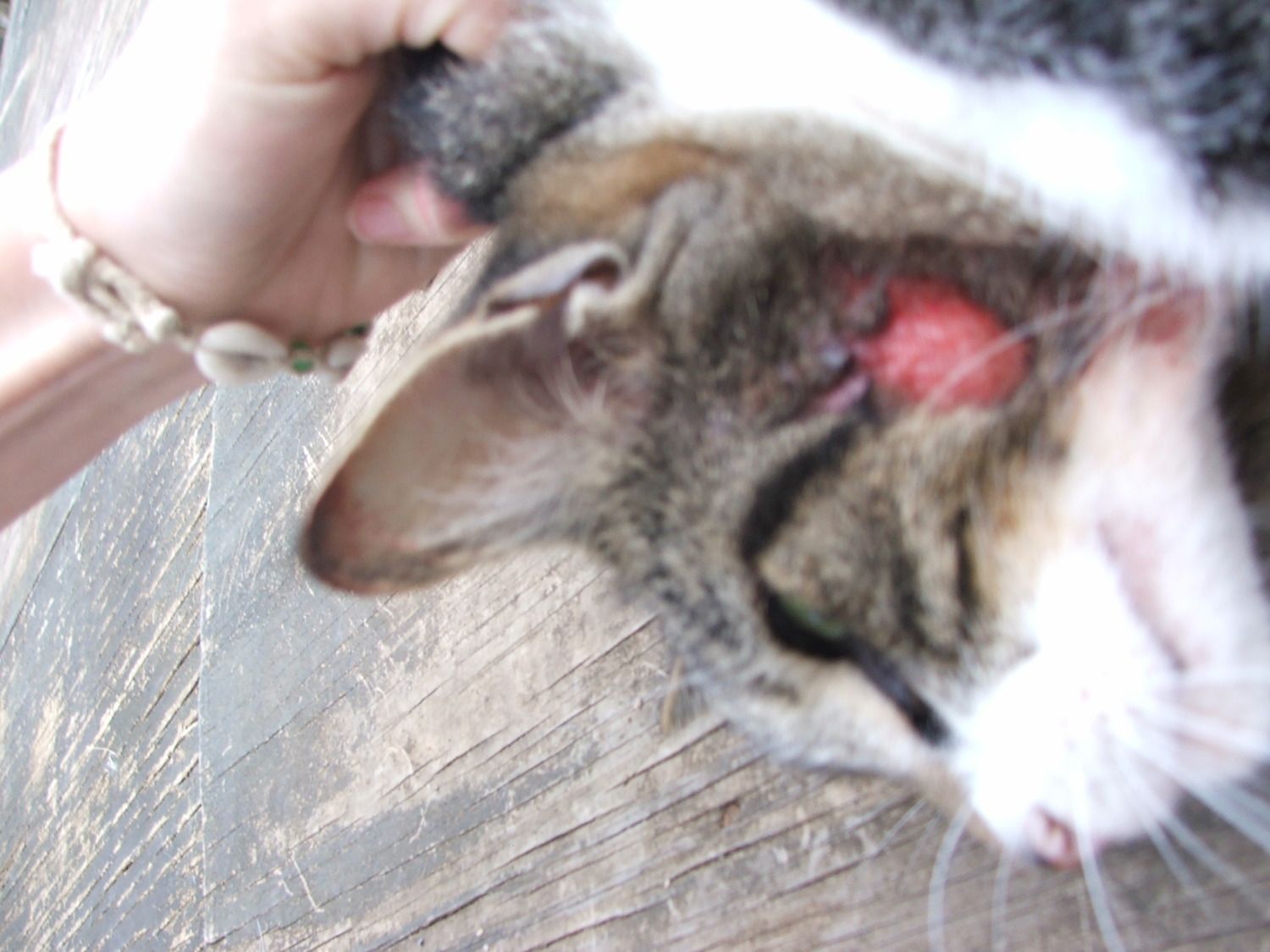 Cat With Bloody Patches Of Hairless Skin! Disease or Injury? **GRAPHIC