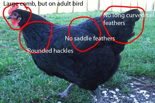 How to tell if your Chicken is a Hen or a Rooster. Answers HERE!!