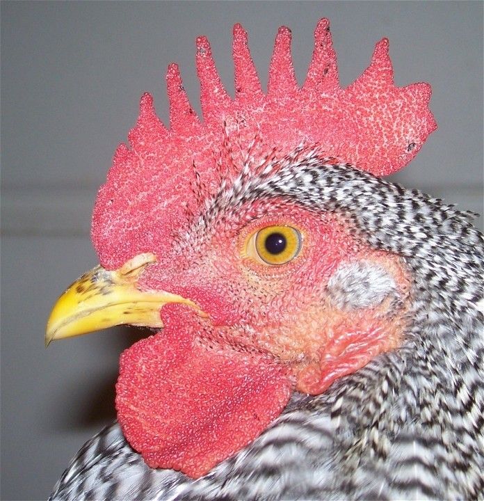 Black Spots On Comb. Pictures. What Is This? BackYard Chickens