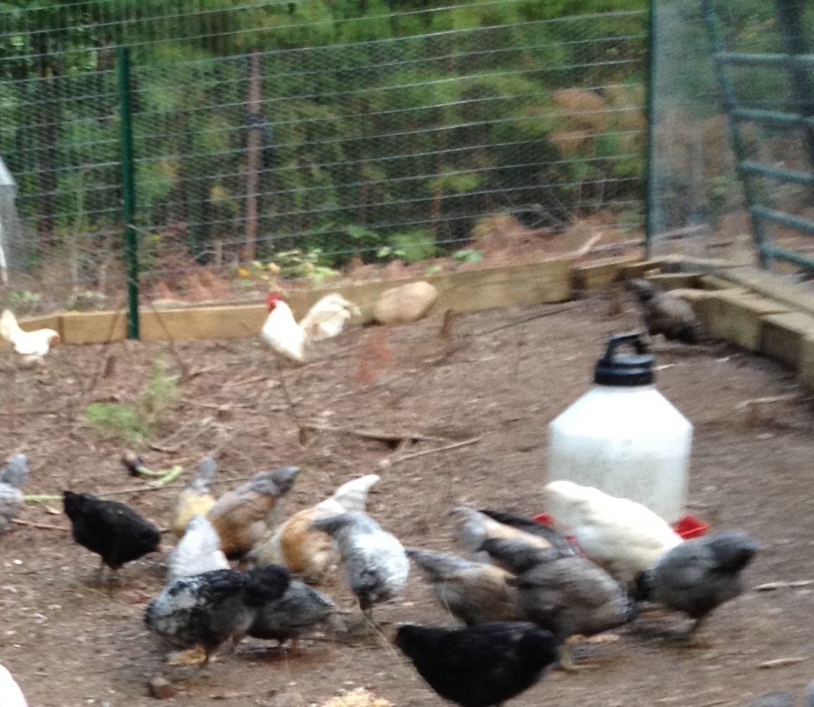 Go Chicken Go And Watch Your Backyard Go Wild!