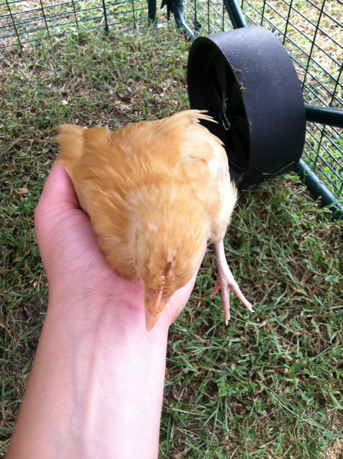 Male or female of a barred rock, light brahma, and buff Orpington