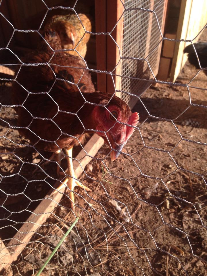 Sold to me as a rooster, but..... BackYard Chickens Learn How to