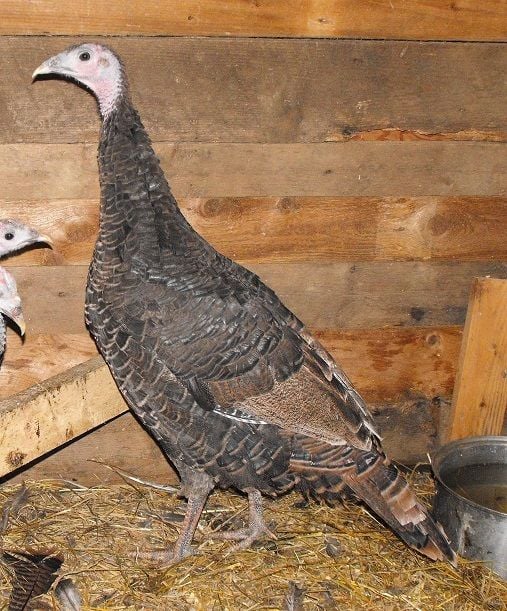 help me identify and sex this turkey/turkeys BackYard Chickens