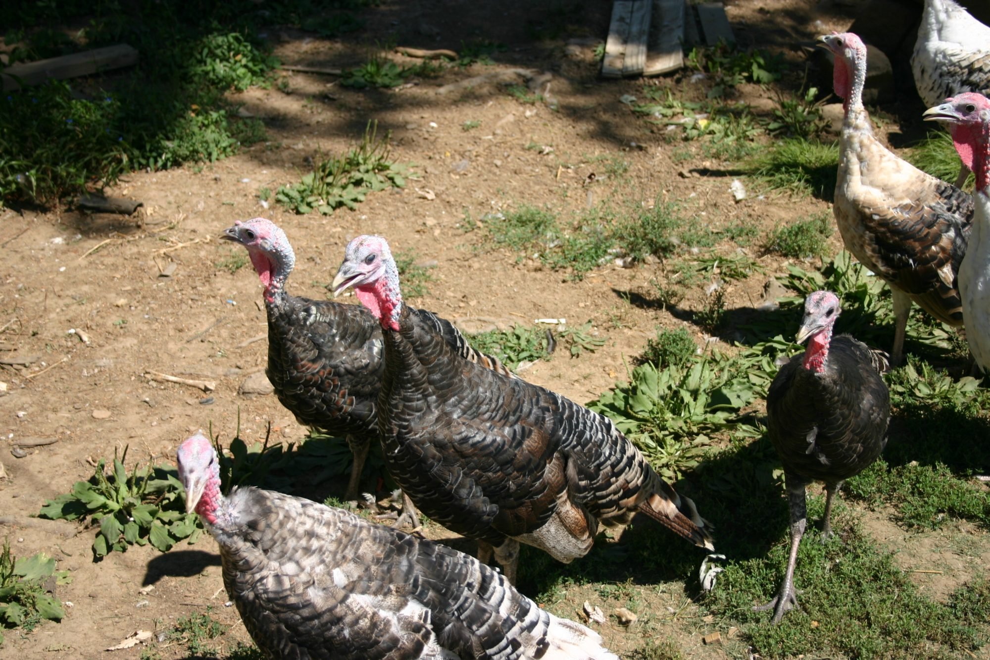 Help Me Identify And Sex This Turkey Turkeys Backyard Chickens Learn How To Raise Chickens