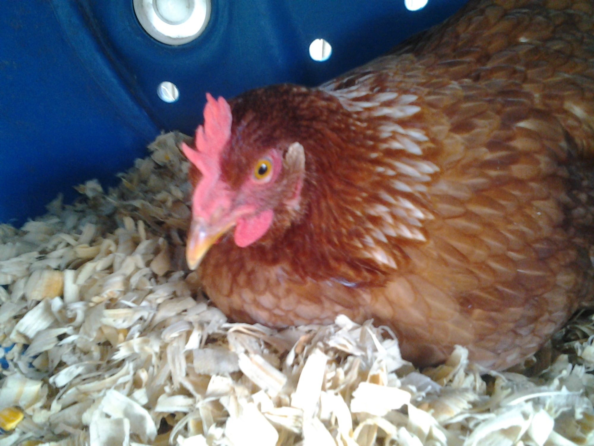 Official Farm Animal Show Off Backyard Chickens Learn How To