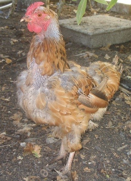 why do chickens molt