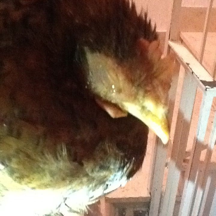 My chicken has a swollen eye (photos) BackYard Chickens Learn How to Raise Chickens
