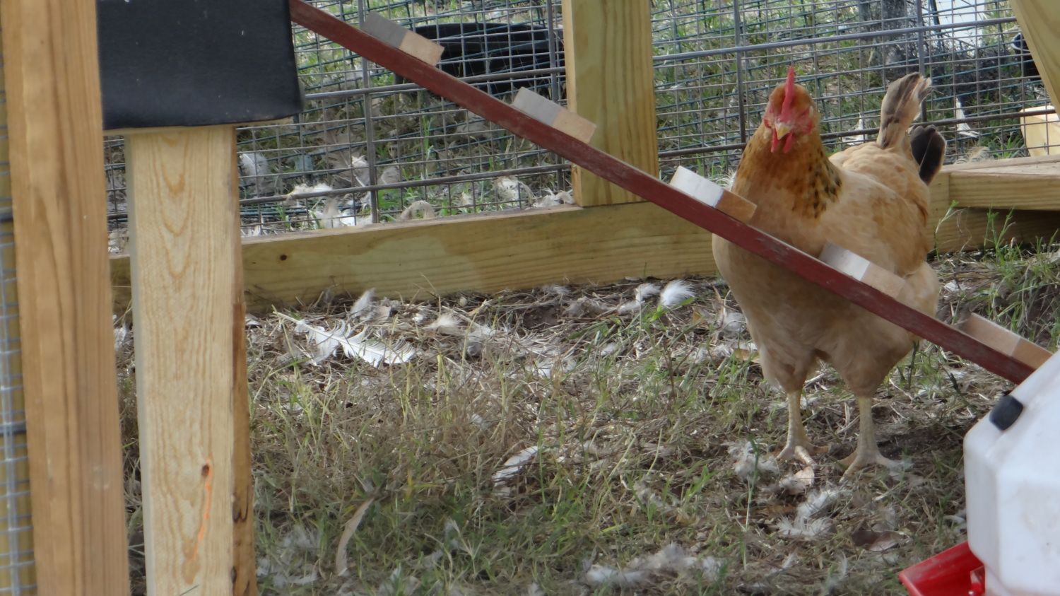Jottings Backyard Chickens Learn How To Raise Chickens