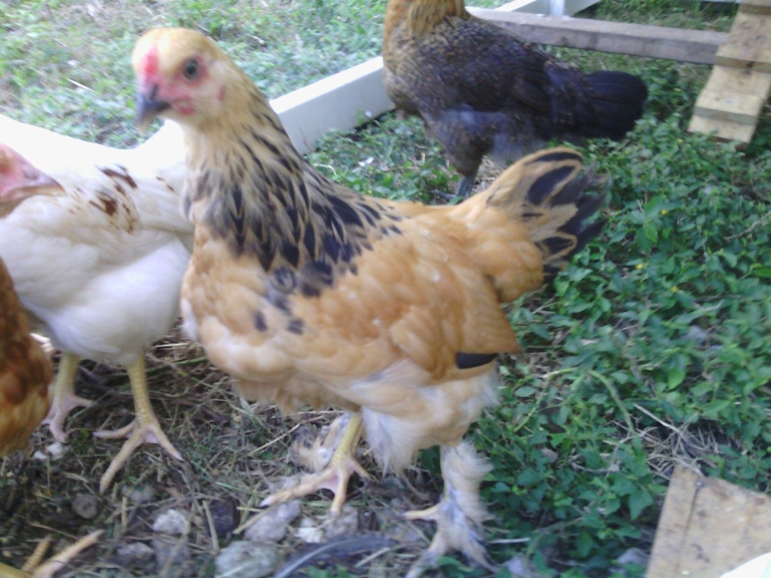 10 week old buff brahma sex?  BackYard Chickens - Learn How to