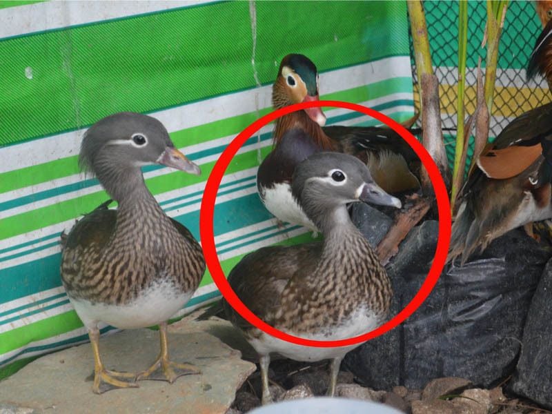 Waterfowl Duck: Is this a Mandarin Hen or a Wood Duck Hen ...