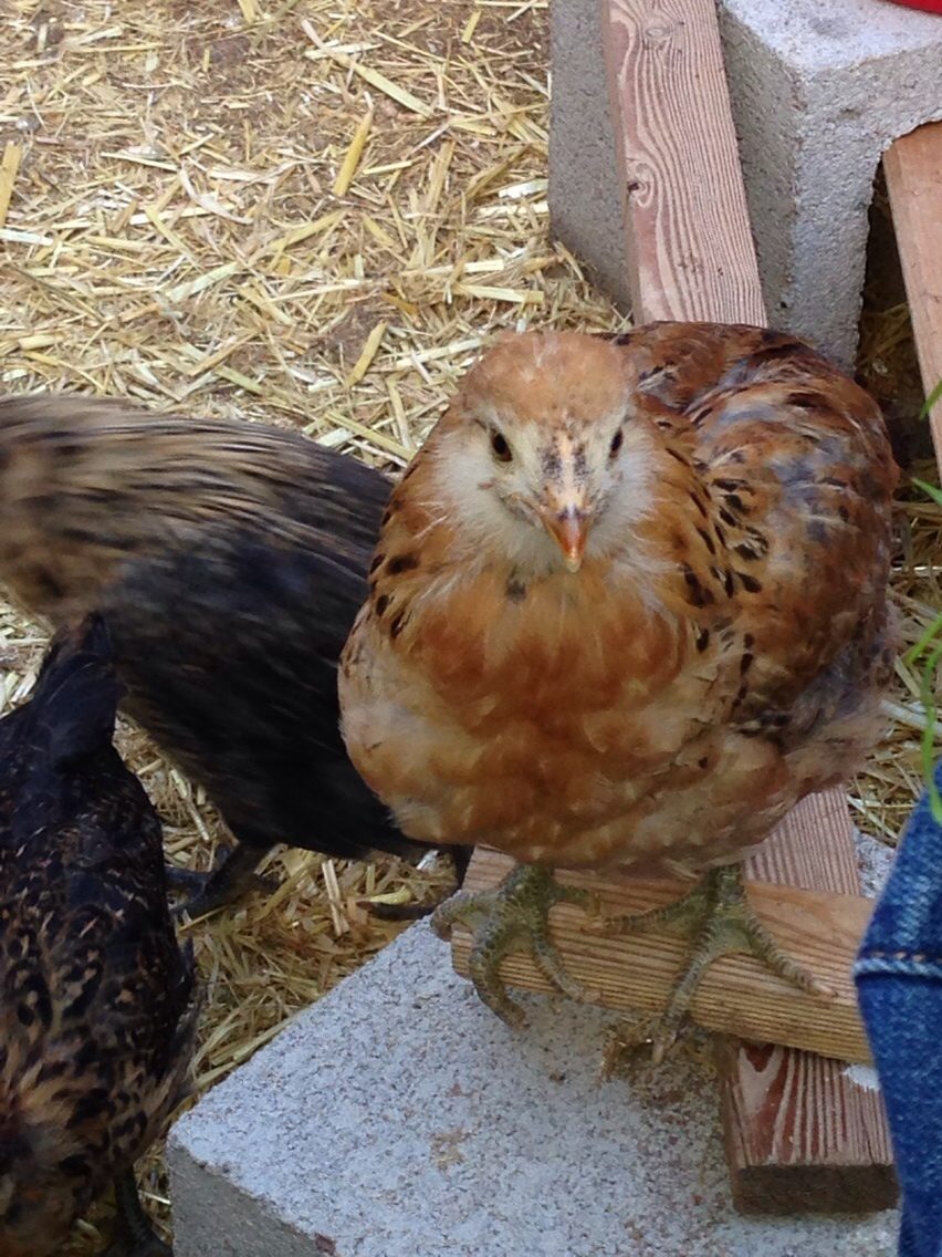 Easter Eggers are Growing...Male or female??? BackYard Chickens