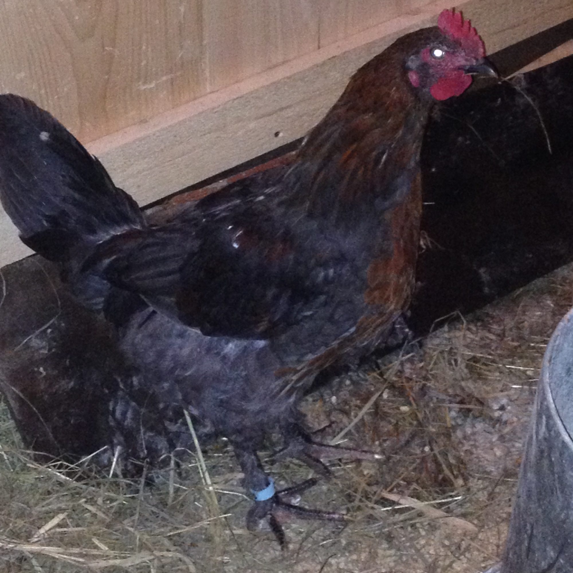 When do cockerels grow spurs? BackYard Chickens Learn How to Raise