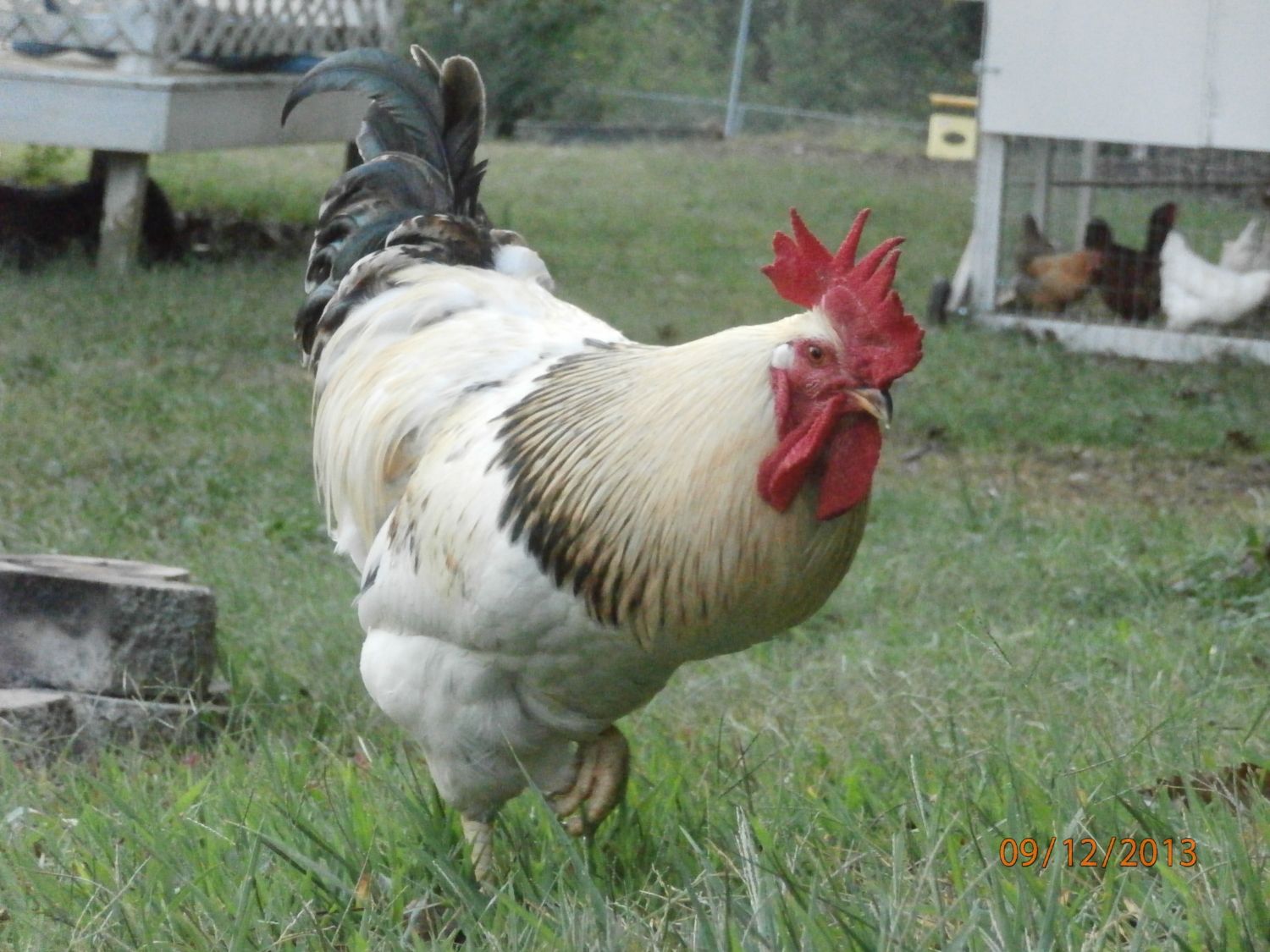 LL