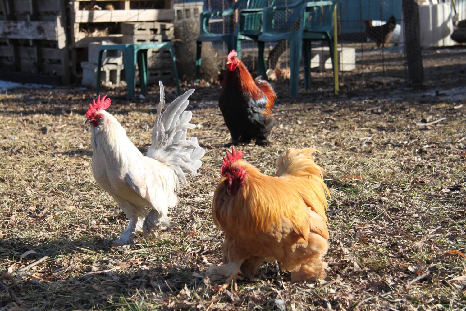 Some guy tried to tell me my roosters would fight to the death