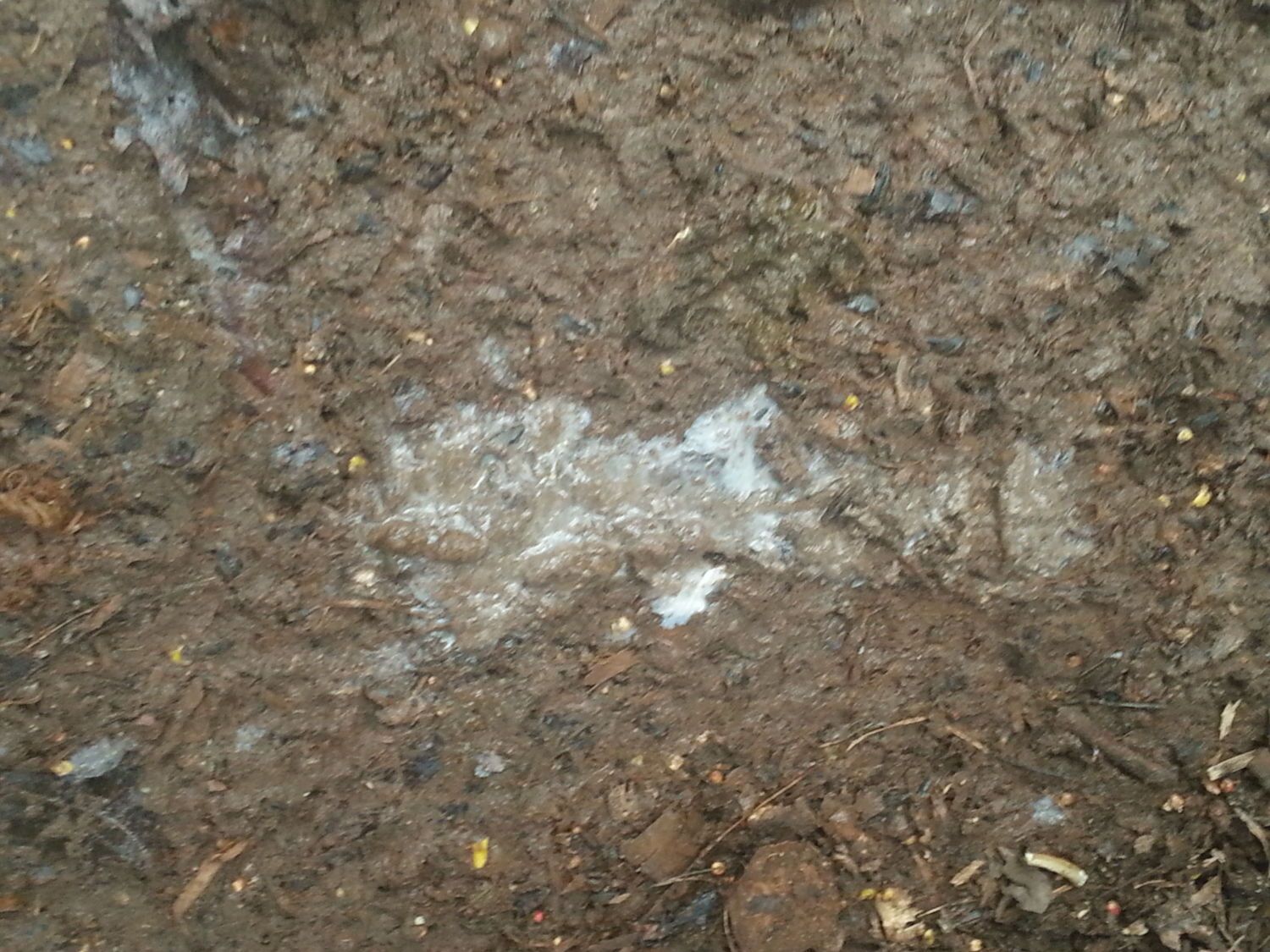 Diarrhea help BackYard Chickens Learn How to Raise Chickens