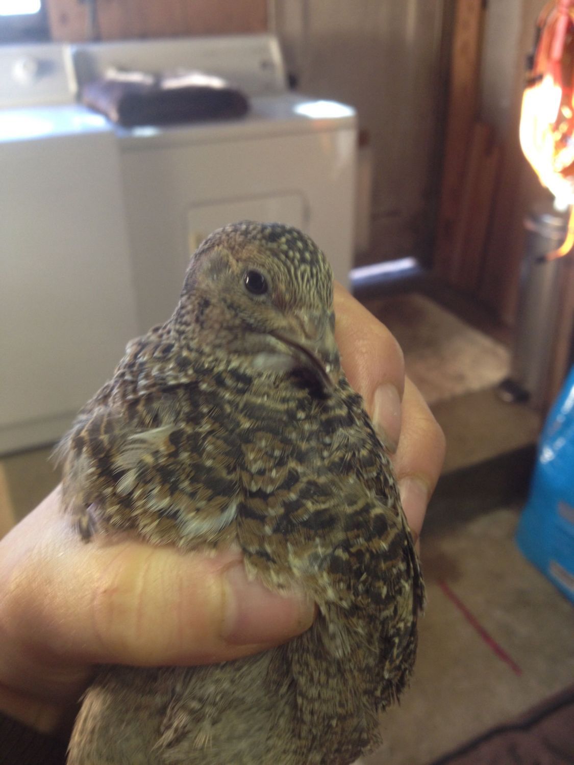 Vent sexing quail