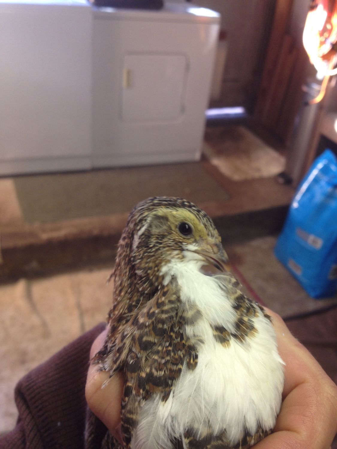 Male vs female coturnix quail