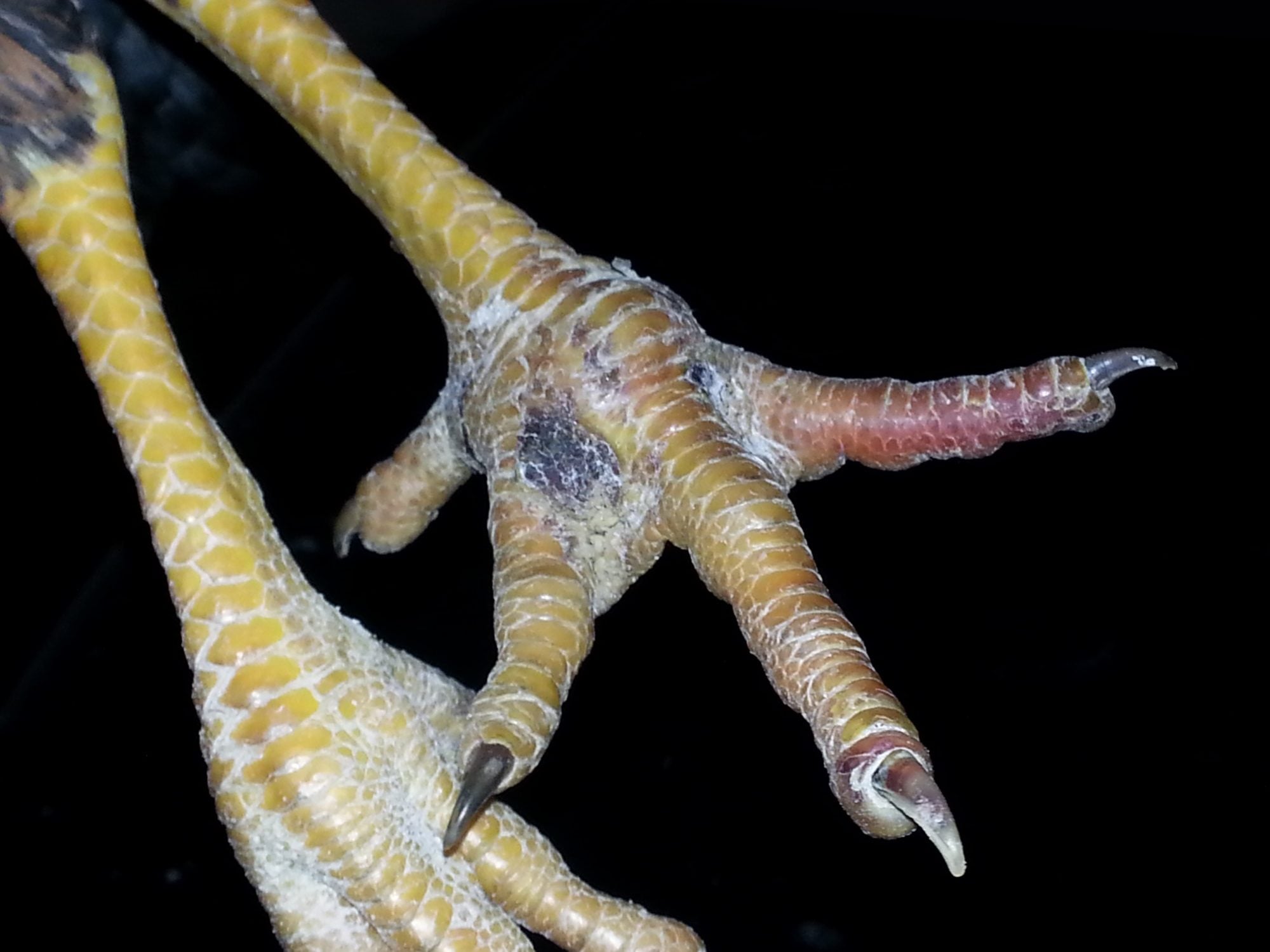 Roosters foot swollen BackYard Chickens Learn How to Raise Chickens