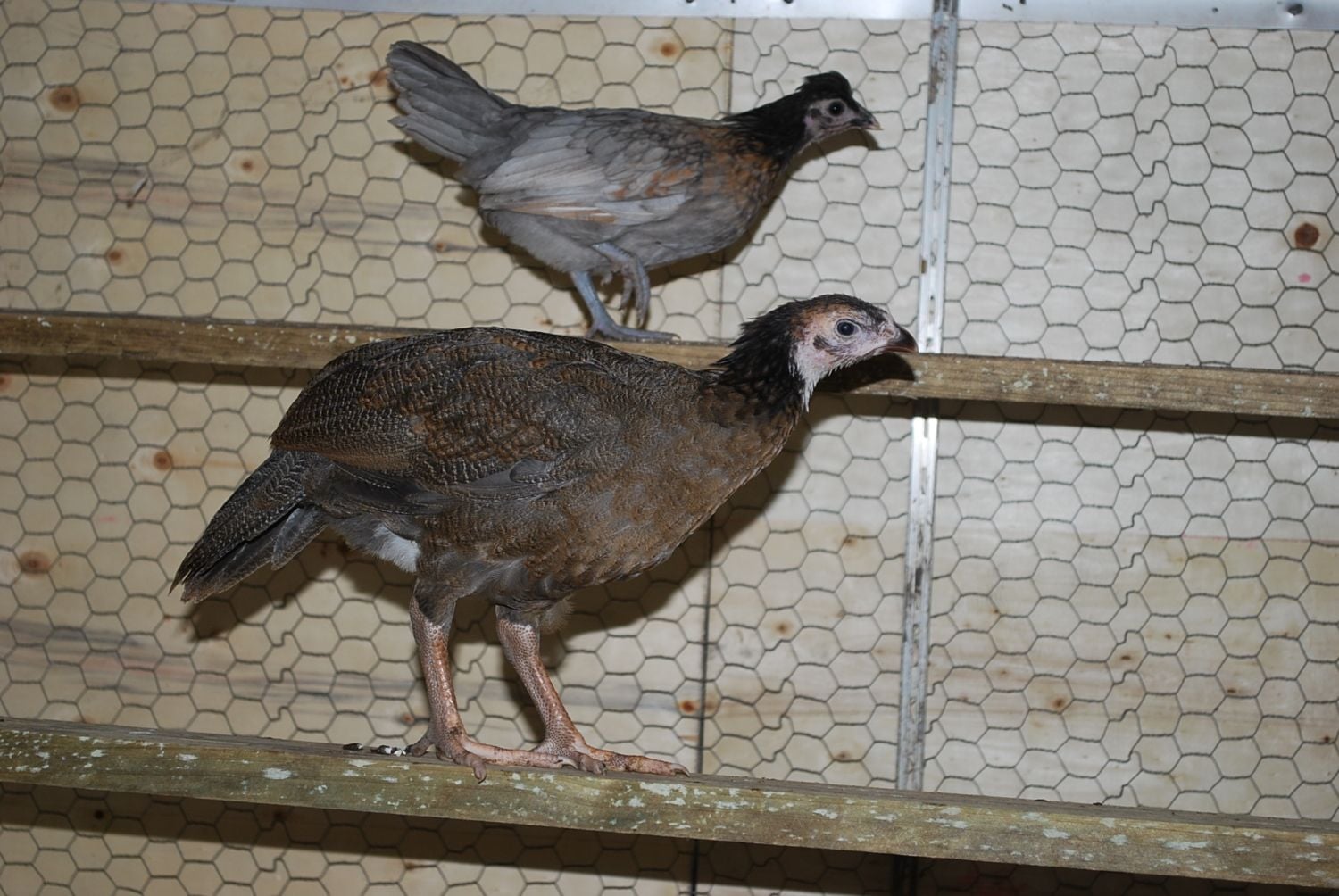 Very unusual chick, Guinea / chicken hybrid!! Page 11 BackYard