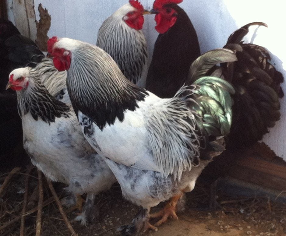 brahma jersey giant chicken