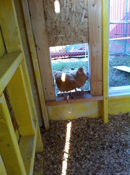 Grand Ole Chicken Coop BackYard Chickens