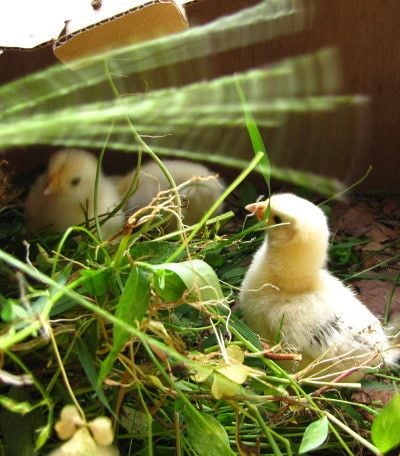 5 Important Things You Didn't Know on What do Baby Chickens Eat?