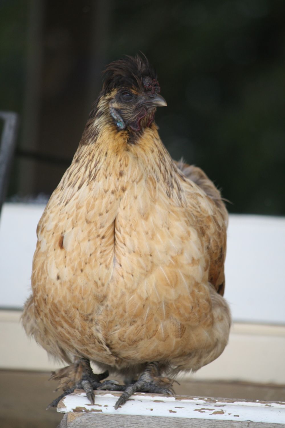 LL