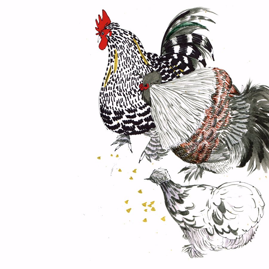 Newbie Silkie Sizzle Mama And Chicken Illustrator Backyard Chickens Learn How To Raise Chickens