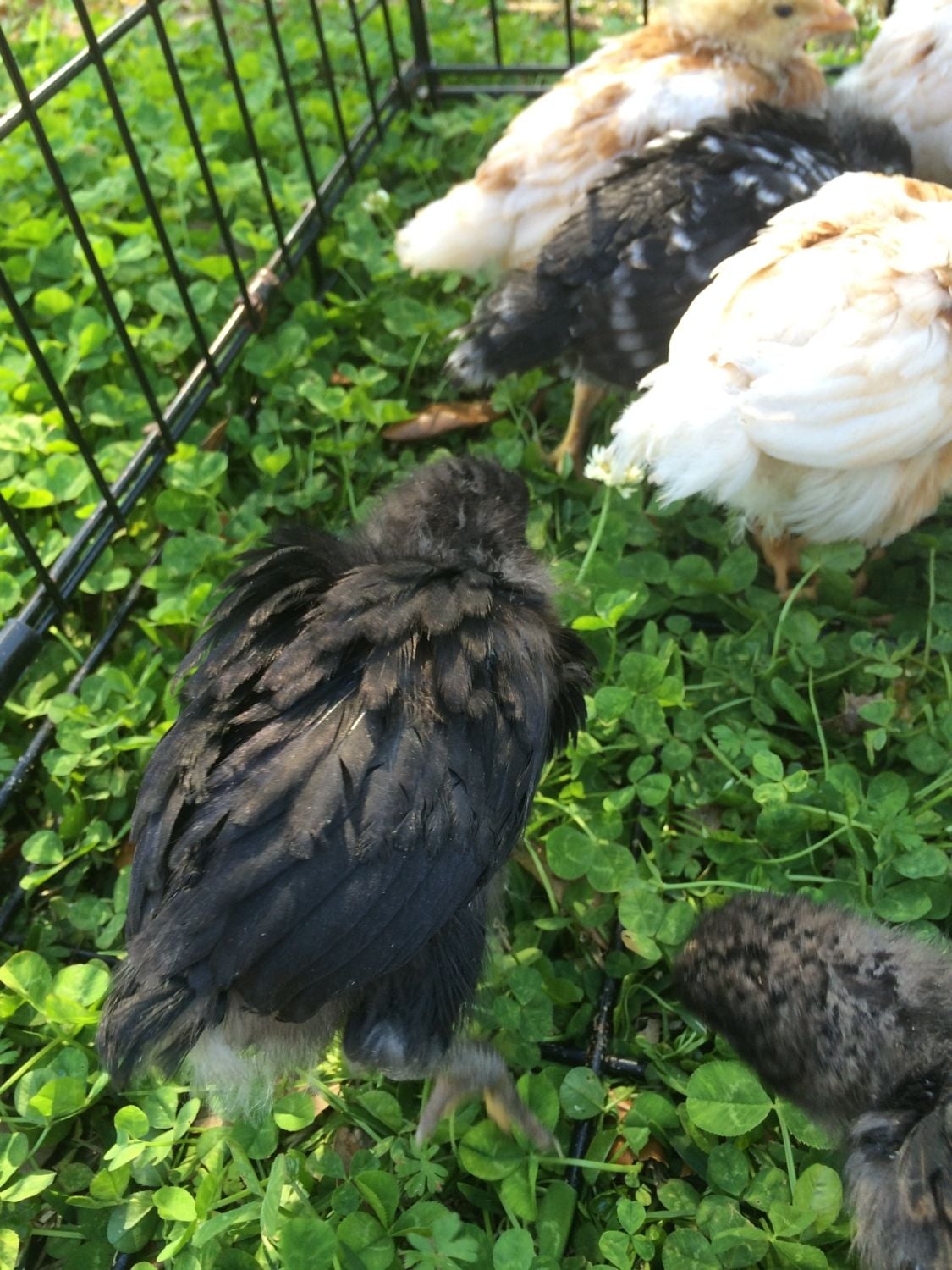 Tractor Supply Chicks BackYard Chickens Learn How to Raise Chickens