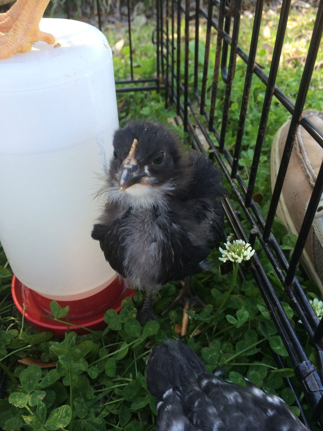 Tractor Supply Chicks BackYard Chickens Learn How to Raise Chickens