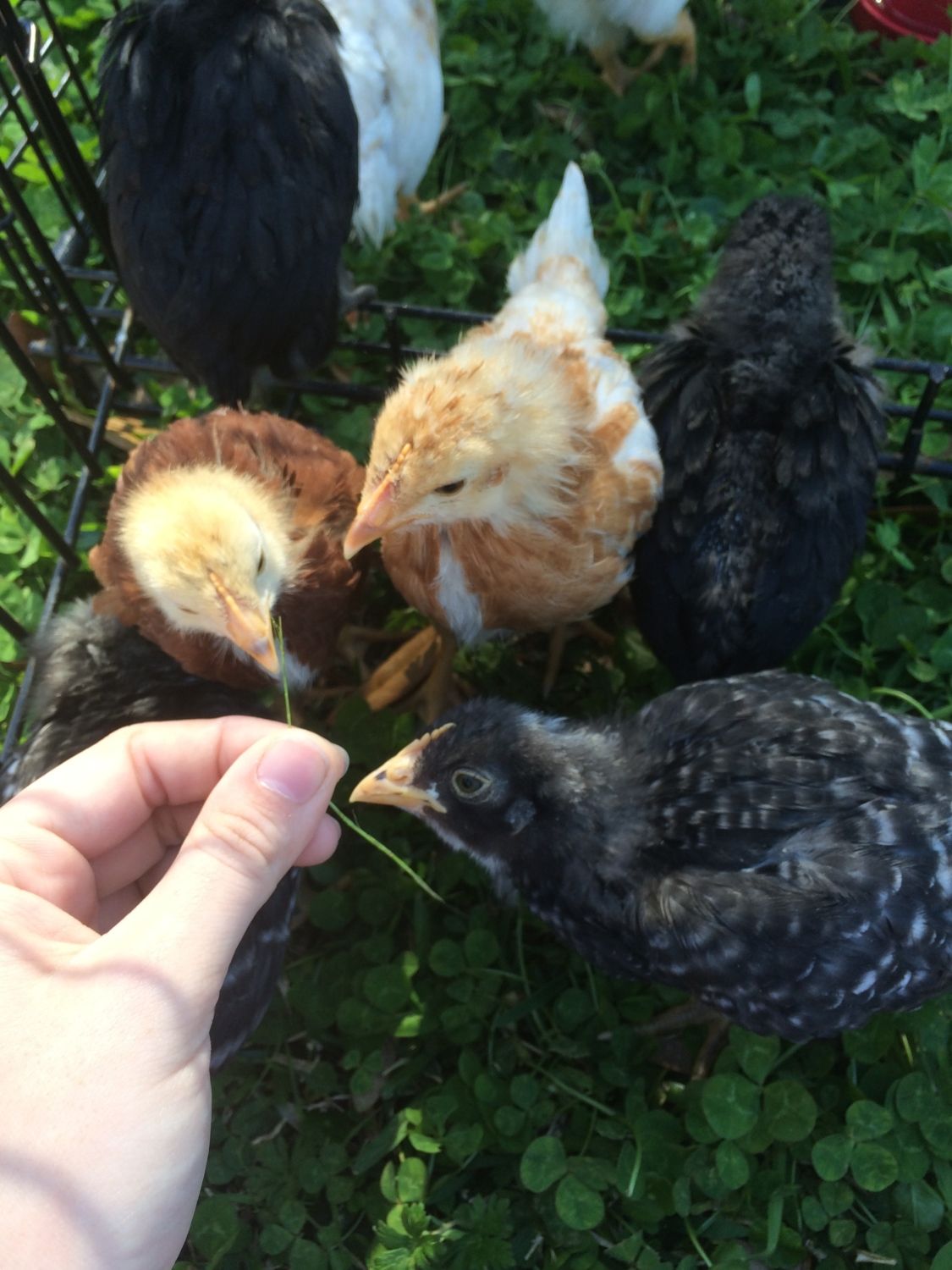Tractor Supply Chicks BackYard Chickens Learn How to Raise Chickens