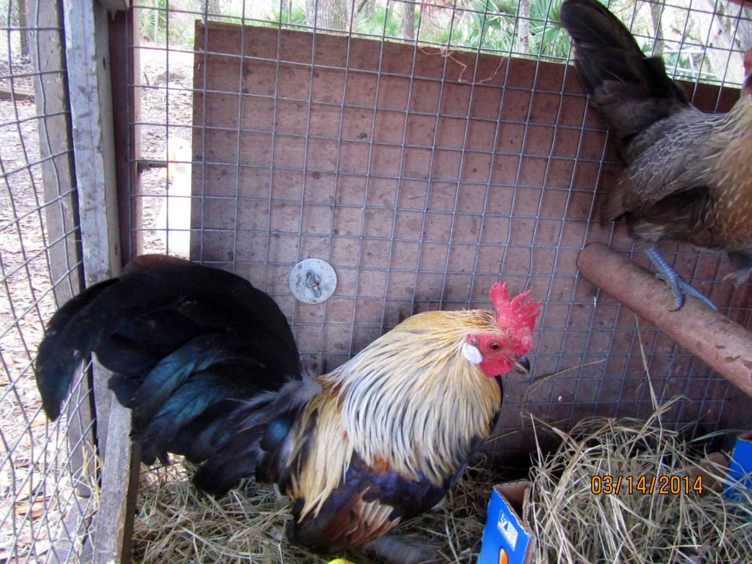 Dutch Bantams BackYard Chickens Learn How to Raise Chickens