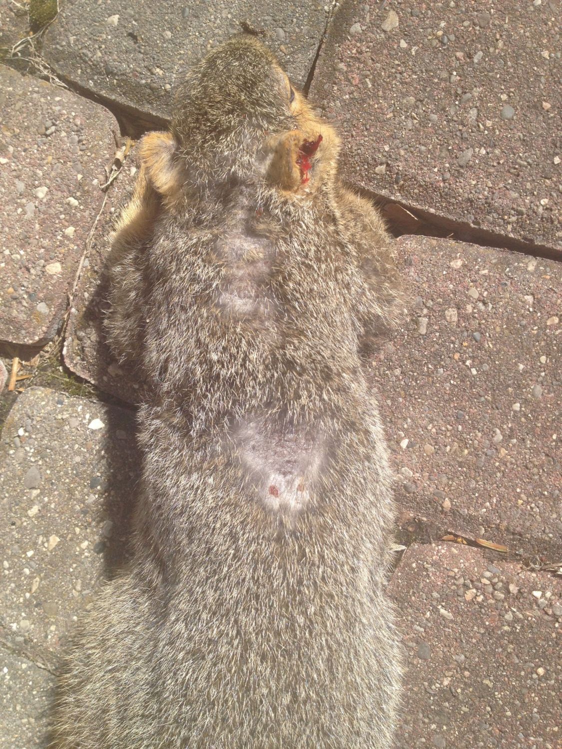 Need help identifying squirrel with possible mange ...