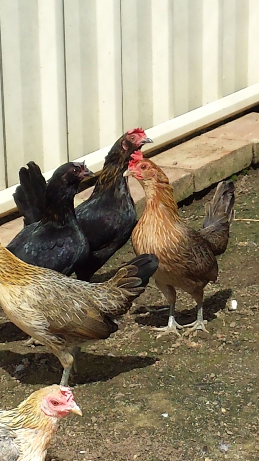 need help identifying new chickens BackYard Chickens Learn How to