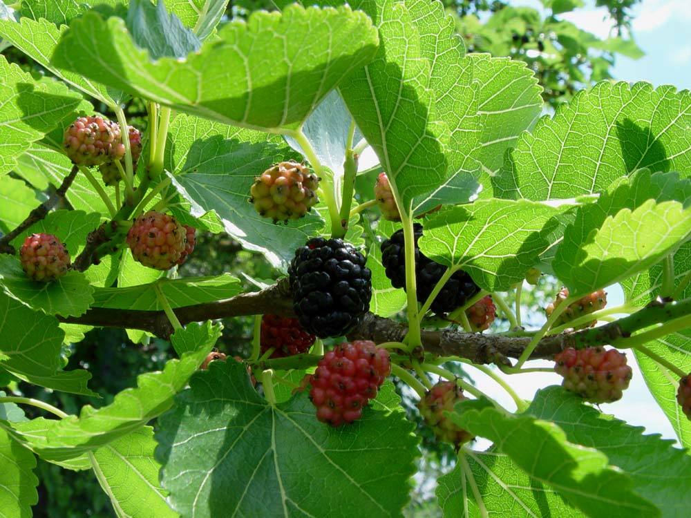 White Fruited American Beautyberry, French Mulberry, Wild Goose's
