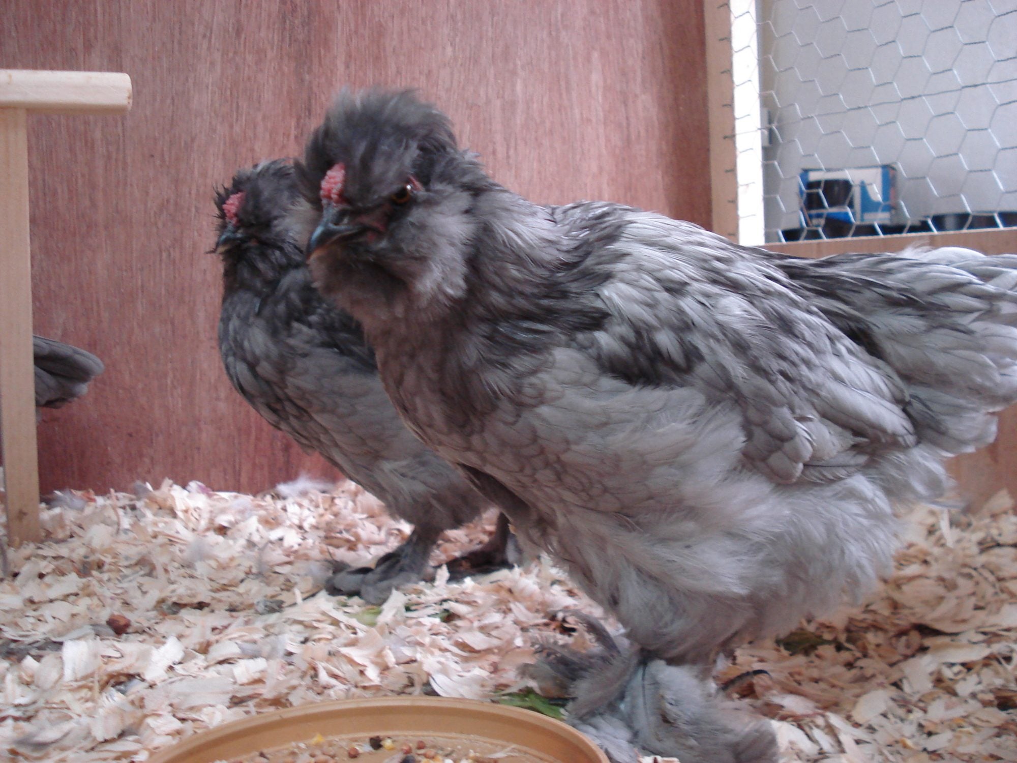 Bantam Salmon Faverolle / Splash Silkie mix cockerels Harrisburg, Pa