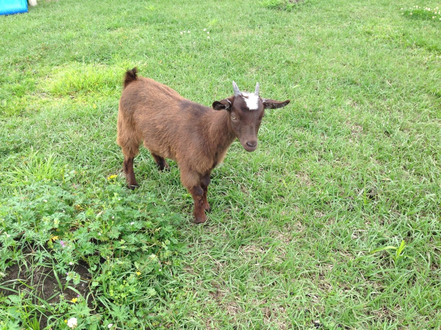 Pygmy Goats | Page 3 | BackYard Chickens - Learn How to Raise Chickens