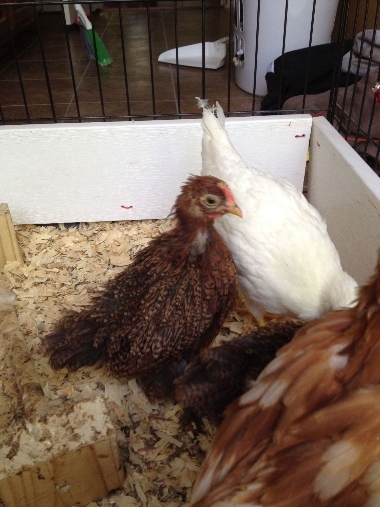 Tractor supply Bantams BackYard Chickens Learn How to Raise Chickens
