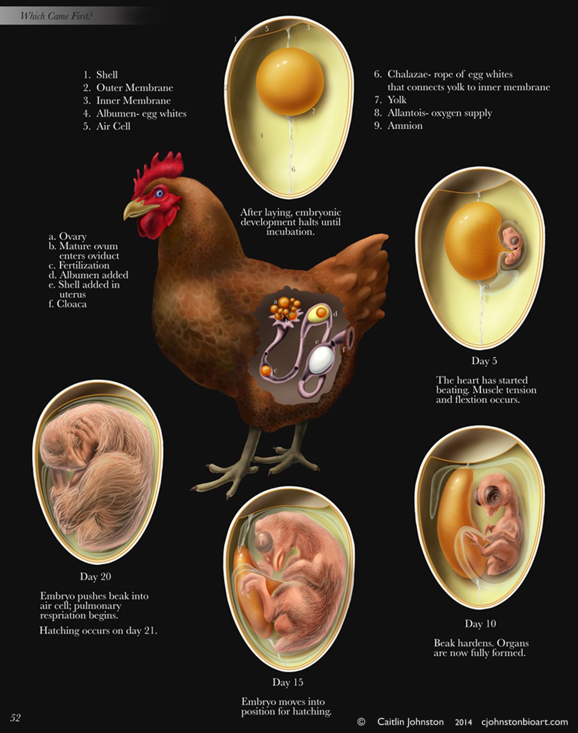 The Egg Cycle of a Hen | BackYard Chickens - Learn How to Raise Chickens
